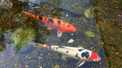 錦鯉魚缸|養錦鯉指南 如何選購與照顧 – 寵物百科